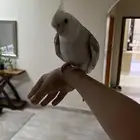 طائر للبيع كراون