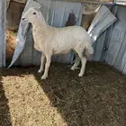 رخل حريه مقنوي او ذبيحه
