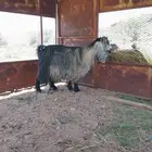 غنز عارضيه فاخره حليب