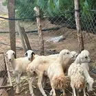 للبيع رخيل بلدي