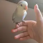 عصافير روز أليف