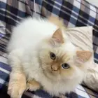 قط هملايا ذكر العمر 10 شهور