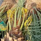 نخل صقعي اخلاص مجدول خضري فسايل جثايث