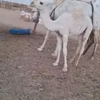 عشاير تحتها قعدان