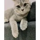 الدمام
