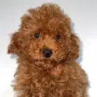 بودل