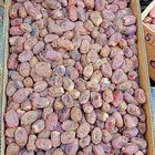الاحساء المبرز تمر الجوده ممتازه للبيع