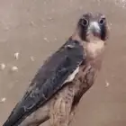 شيهانه ايرانيه مصفيه تطلع بكر