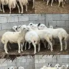خرفان فاخرة بادي تربي