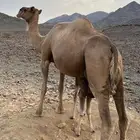 خلفه حمرا للبيع