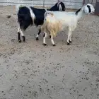 معزا