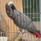 ببغاء كاسكو متكلم (غير أليف)