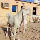 تيس مطور
