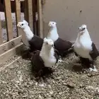 حمام لبناني