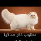 مطلوب قط للتلقيح