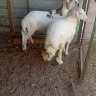 طليان حرية للبيع