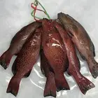 اسماك البحر الاحمر