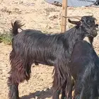 تيوس سودانيه مرابي شحم