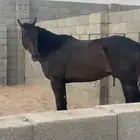 حصان سباق للبيع