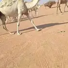 وضح للبيع لقحات وضرايب تحتها قعدان