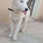 للبيع كلب هاسكي مهجن بجرمن عمره 3 شهور