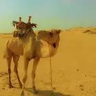 السلام عليكم نعرض لكم ركبي مشروط