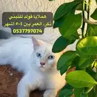 قط هملايا قولد للتبني