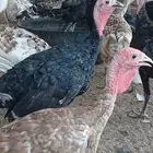 دجاج وديوك رومي