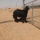طلي نجدي عربي 4شهور فل شحم