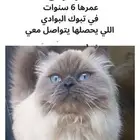 قطة مفقودة