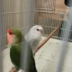 زوج عصافير روز
