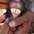 عنز للبيع