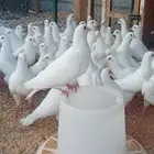 للبيع حمام لاحم 120 زوج مفروز