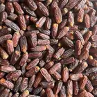 تمر برنى مبروم حق السنه