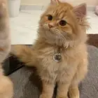 قطط