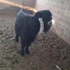 عدد 20 معزا عوارض