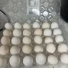 بيض