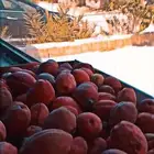 لوز بجلي