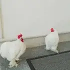 للبيع عدد اثنين ديك   من نوع كوشن