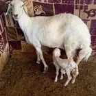 للبيع شاه حرية متابيع