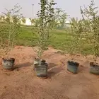 شجر سدر طول متر متر ونص ما شاءالله