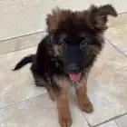 كلب جيرمن شيبرد عمره شهرين اليف و لعوب ومعه شهادته