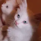 kitten 4sell كيتن للبيع ابيض و عيون زرقاء