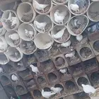 حمام بلدي على فرنسي 40 جوز