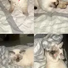 قطة هملايا للتبني