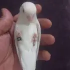 إعلان عرض للبيع أو البدل  طائر روز ألبينو أليف ومحجل