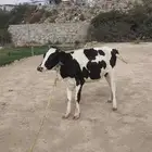 بقر هولندي
