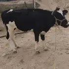 بقر هولندي