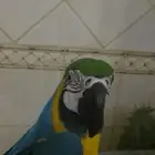 ببغاء مكاو