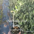 شتل زيتون كرونيكي اربيكانا